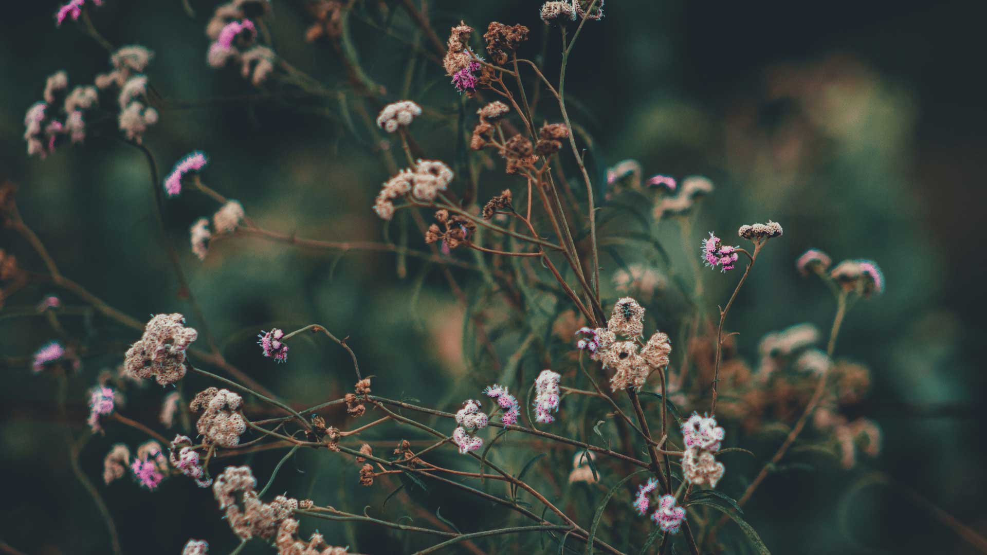 Healing Presence with Inge – group starting April 25, 2024 Healing Presence with Inge – group starting April 25, 2024